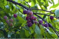 Plum Prunus domestica